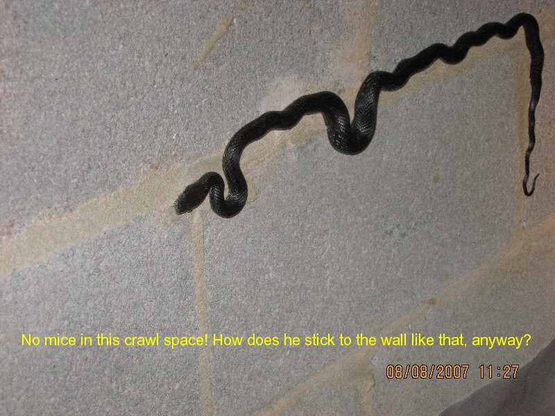 Holland Home Inspections South Central Kentucky &mdash; moisture & water intrusion photo 34
